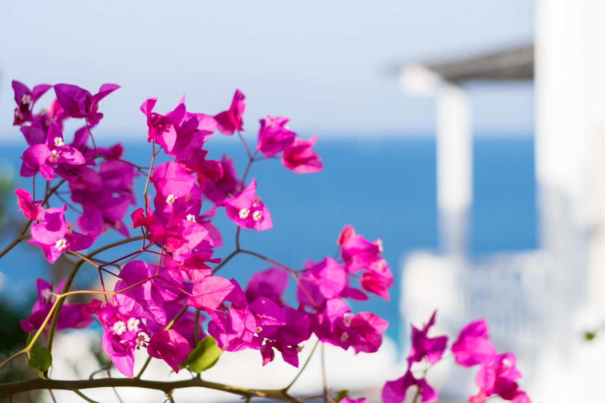 With-Inn Mykonos Suites Tourlos Zewnętrze zdjęcie